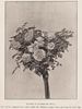 Duchess of Sutherland rose photo