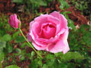 Simon Estes rose photo