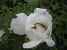 Shu Sheng Peng Mo 书生喷墨 peony photo