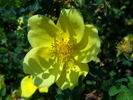 Helen Knight rose photo
