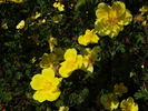 Helen Knight rose photo