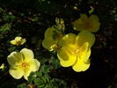 Helen Knight rose photo