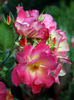 Jacob's Robe ™ rose photo
