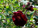 Joan Beales rose photo