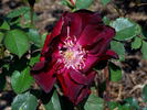 Joan Beales rose photo