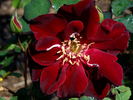 Joan Beales rose photo