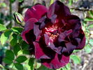 Joan Beales rose photo