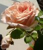 Glanzlicht rose photo