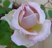 Glanzlicht rose photo