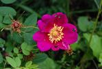 Single Red rose photo