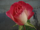 Jaltinskij Suvenir rose photo