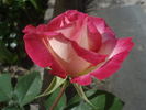 Jaltinskij Suvenir rose photo
