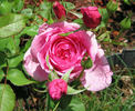 Simon Estes rose photo