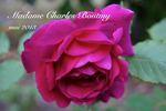 Madame Charles Boutmy rose photo