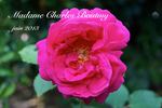 Madame Charles Boutmy rose photo