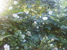 R. laxa rose photo