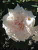 Kootenay rose photo