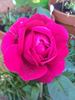 Horace Vernet rose photo