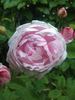 Lady Stuart rose photo