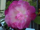 Sans Épines rose photo