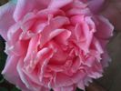Triomphe de Luxembourg rose photo