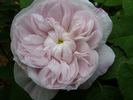 Marie de Saint Jean rose photo