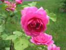 Simon Estes rose photo