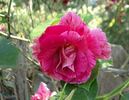 Shadow Dancer rose photo
