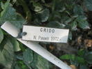 Grido rose photo