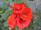 Grido rose photo