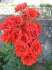 Grido rose photo
