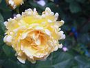 Bella di Todi ® rose photo