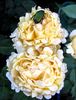 Bella di Todi ® rose photo