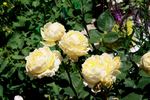 Bella di Todi ® rose photo