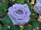 Allure ™ rose photo