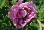 Romantic Roadrunner ® rose photo