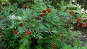 Delavayi peony photo