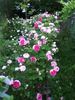 Gem of the Prairies rose photo
