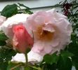 Nymphenburg rose photo