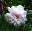 Jessica rose photo