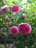 Gem of the Prairies rose photo