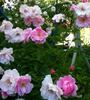 Lillian Gibson rose photo