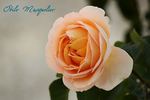 Odile Masquelier ® rose photo