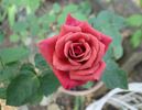 This Is The Day ™ rose photo