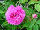 Marie Antoinette rose photo
