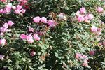 Blushing Knock Out rose photo