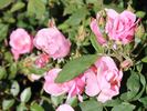 Blushing Knock Out rose photo