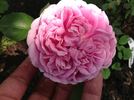 Duchesse de Bragance rose photo