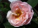 Anna Scharsach rose photo