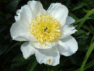 Moon of Nippon peony photo